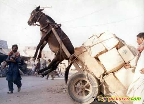 donkey hauling cargo-funny