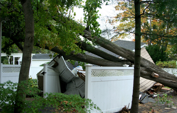 Fence and shed damaged by fallen tree