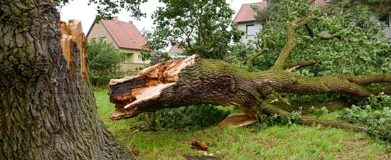 dumpsters are great for fallen tree disposal