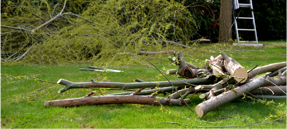fallen branches and tree limbs lying in backyard