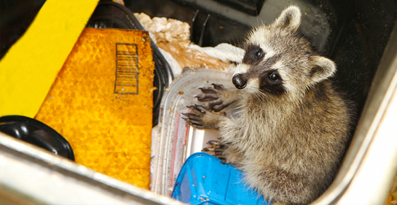 raccoon inside dumpster