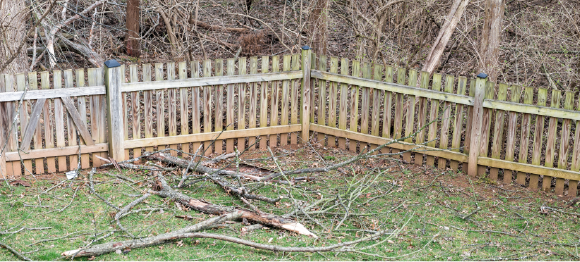 branches and tree limbs in fenced backyard