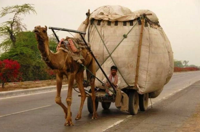 camel hauling load-funny