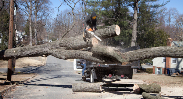 Crew saws a downed tree to prepare for removal