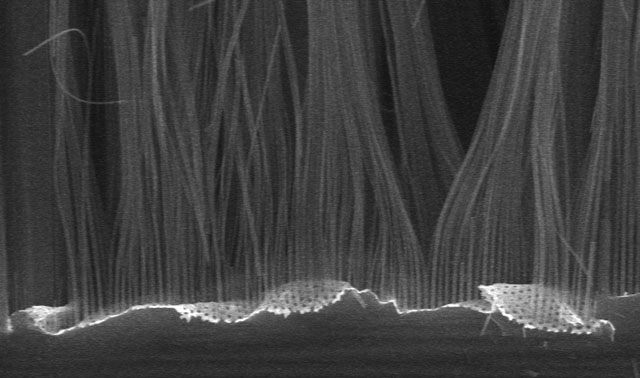 Silicon nanowires