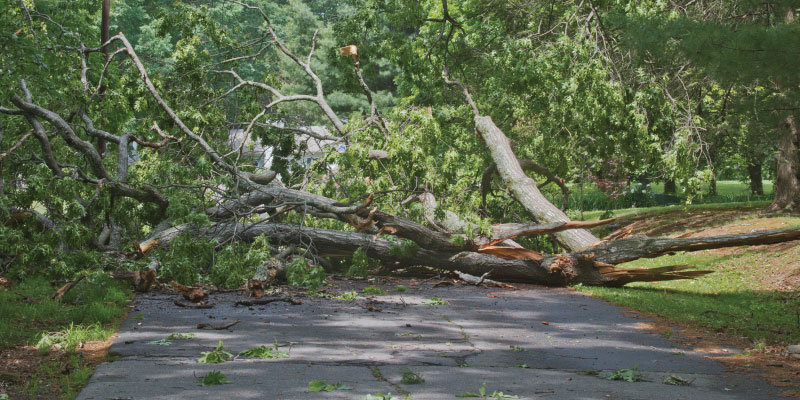 storm debris tree cleanup