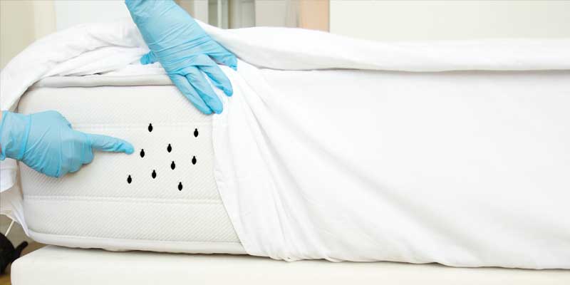 mattress with bed bugs