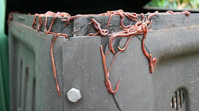 red wiggler worms for composting