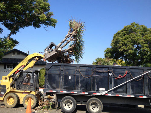 Ceja and Son Hauling and Clean Up