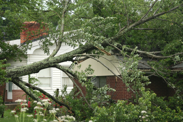 Large tree fallen near a home due to a storm